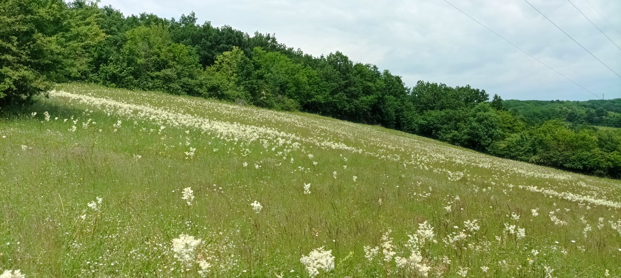 House rental summer house letnjikovac with outdoor grill - House rental Arandjelovac outdoor dining and barbecue area
